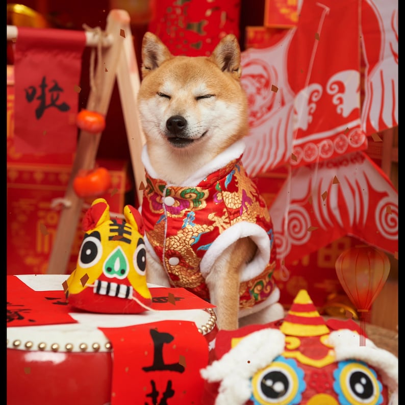 May include: A Shiba Inu dog wearing a red and gold Chinese New Year outfit with a festive background. The dog is smiling and sitting on a red table with a red and yellow lion dance head in front of it.