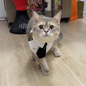 May include: A gray cat wearing a white shirt with a black tie and gold stripes. The cat is looking directly at the camera. The cat is on a light brown wooden floor.