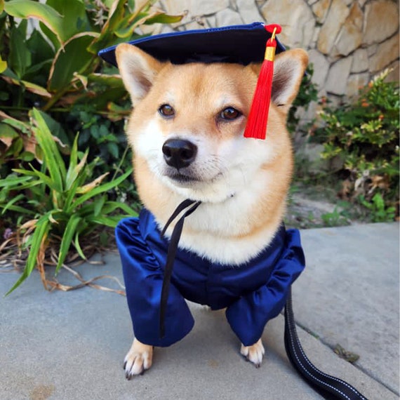 Dog cap and gown costume online