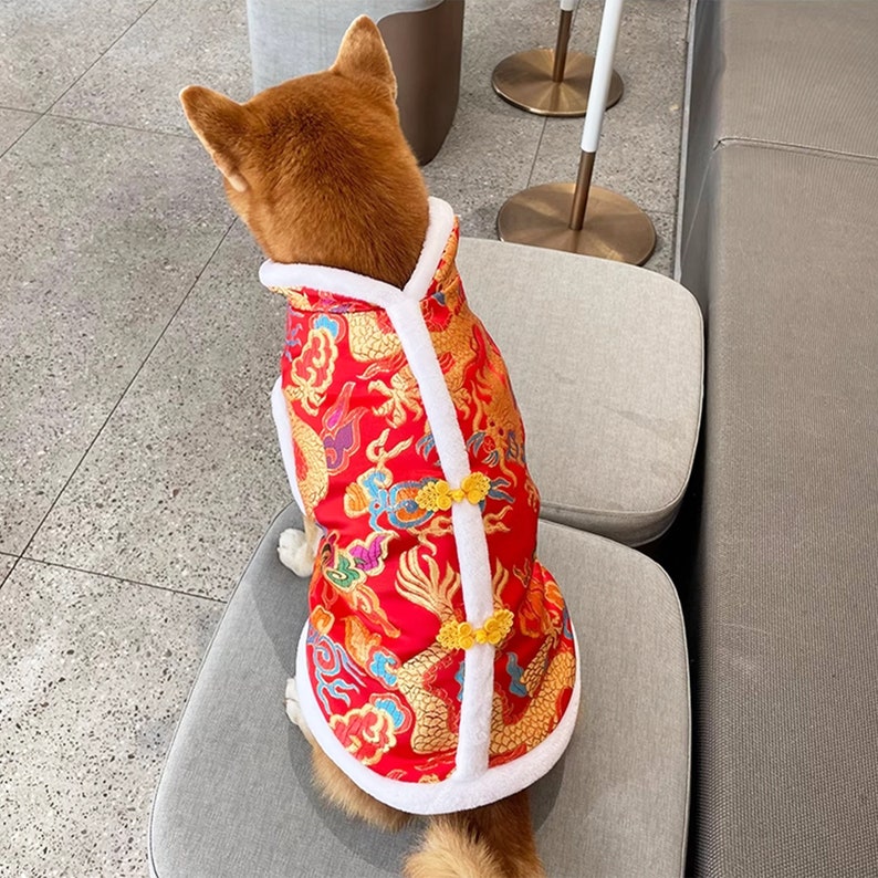 May include: A brown dog wearing a red and gold Chinese-style jacket with white fur trim. The jacket has a dragon pattern and gold buttons.