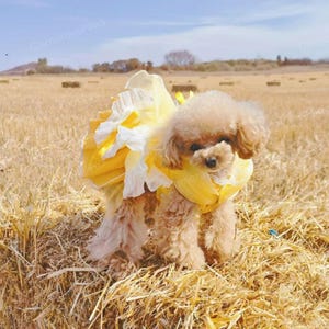 Belle Dress Dog Princess Costume Beauty Beast Inspired, Cat Dog Halloween Cosplay Party Dress, Yellow Dress Pet Clothes Custom Size