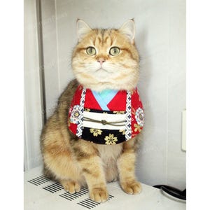 Cat Japanese Kimono Bandana, Cherry Blossom Festival Red Bandana Bib for Cats and Large Dogs, Floral Sakura Fancy Bandana Pets Gifts