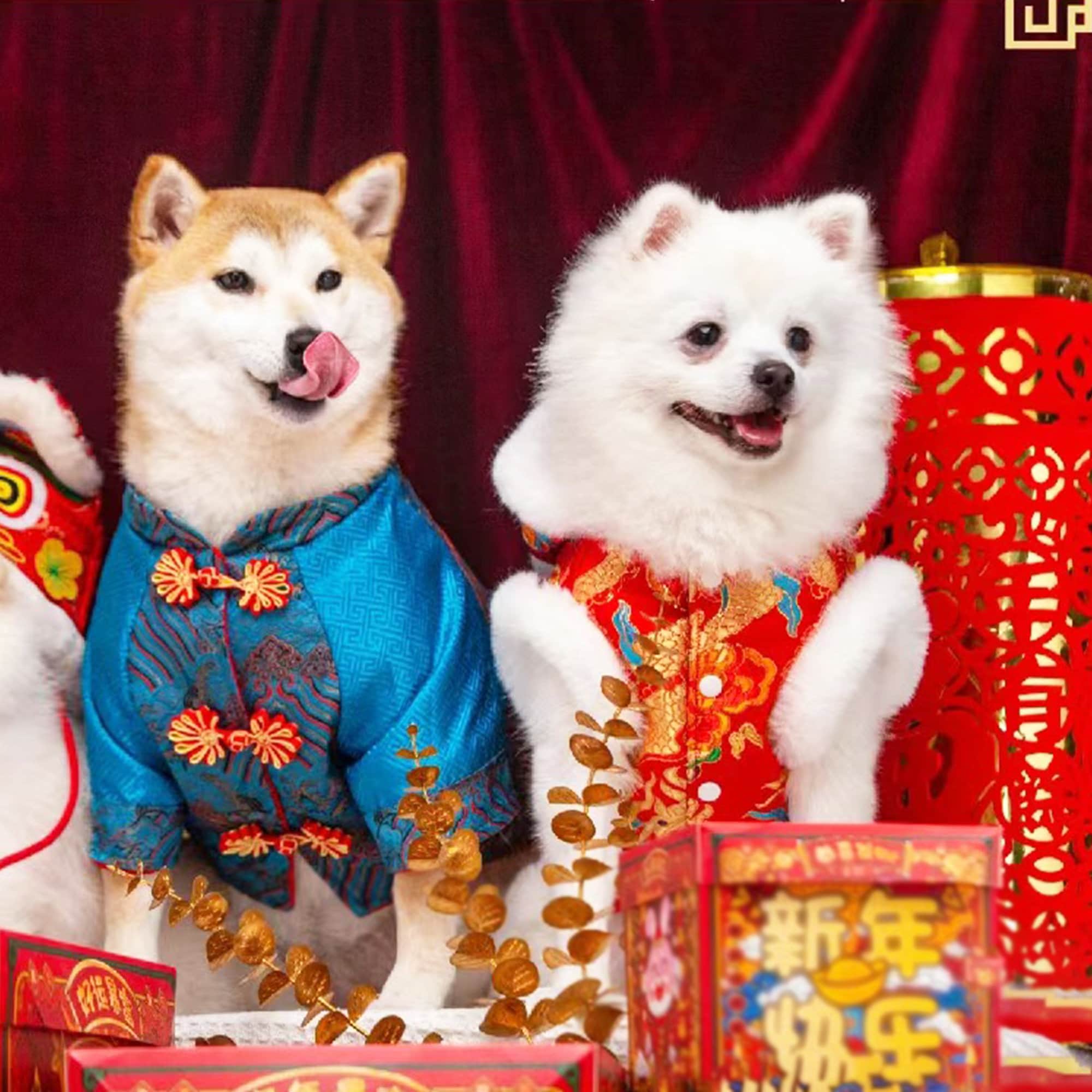 Chinese dog outfit sale