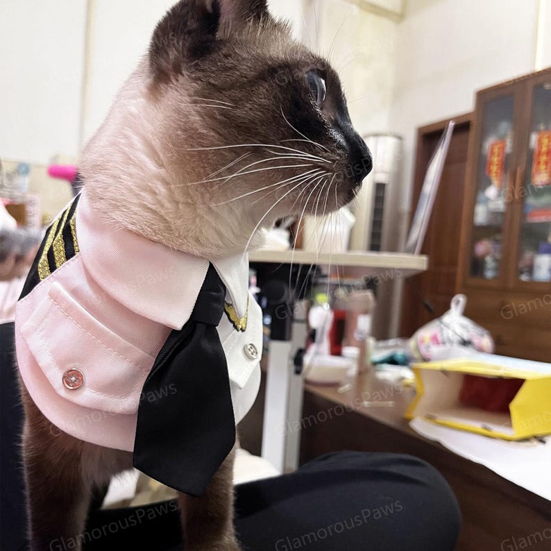 May include: A Siamese cat wearing a pink and black suit with a black tie. The suit has gold stripes on the shoulders and small pink buttons. The cat is looking to the right, with the words "Glamorous Paws" visible in the background.