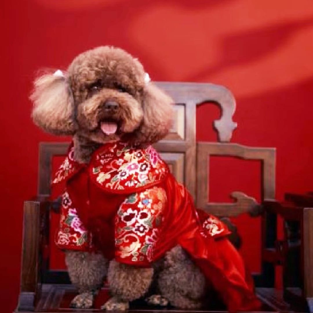 Knot Buttons Chinese New Year Dog Clothes Chinese New Year Dog
