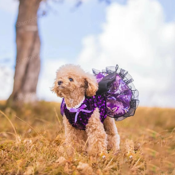 Halloween Hundekleid Hexe Mit Spinnennetz-Rock – Für Kleine Hunde & Katzen