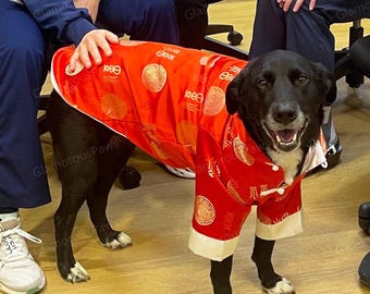 Custom New Year Outfit for Large Dogs, Chinese Spring Festival