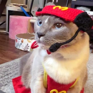 Fast Food Kostüm für Katzen und Hunde, Snackbar Personal Uniform Koch Haustier Cosplay Dress Up, rote Schürze und Strickmütze für Katzen und Hunde Halloween Bild 4