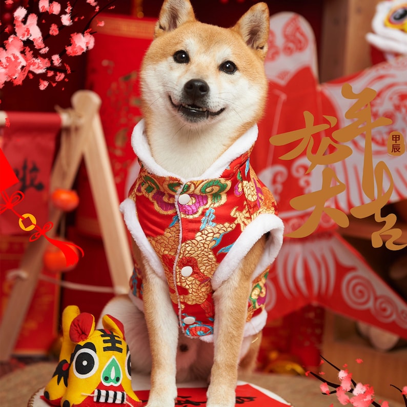 May include: A Shiba Inu dog wearing a red and gold Chinese New Year outfit with a white fur trim. The dog is sitting on a red and gold surface with a red and gold Chinese New Year decoration behind it. The dog is looking at the camera and has a happy expression on its face.