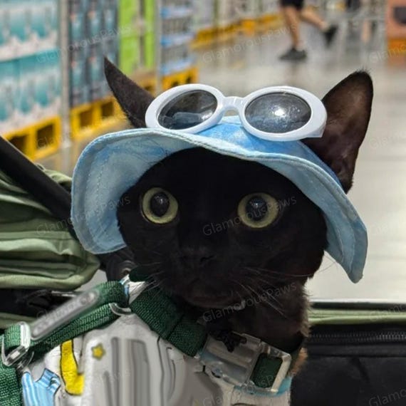 Summer Bucket Hat With Ear Holes for Sphynx Cats Devon Rex Cats