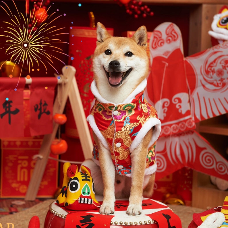 May include: A Shiba Inu dog wearing a red and gold Chinese New Year outfit with a lion head toy in front of it. The dog is sitting on a red and gold drum with a Chinese character on it.