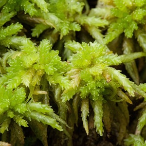 Live Sphagnum Moss - 6 inch bag