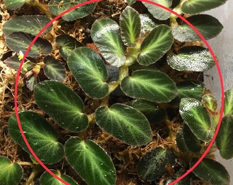 Begonia Thelmae Tropical Plant Cutting