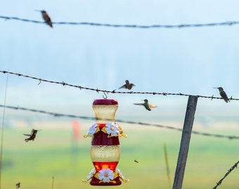 Hummingbirds at their feeder