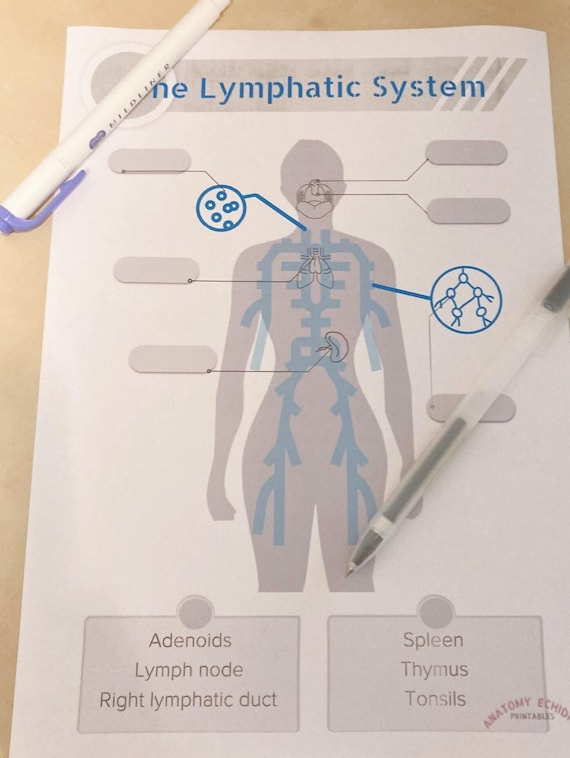 Diagram of the Lymphatic System Worksheet - Etsy