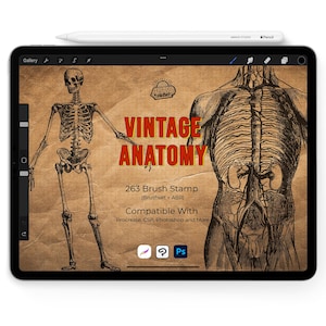 Vintage Anatomy Stamp Brush Set | Procreate & Photoshop (Digital Download)