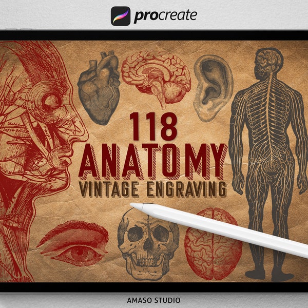 Human Anatomy Vintage Procreate Stamps, Procreate Organ Brushes, Human System Stamps, Medical School Procreate Stamps