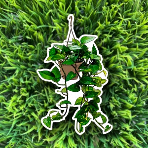 Hanging Pothos Sticker