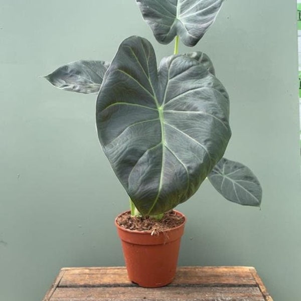 Alocasia Wentii