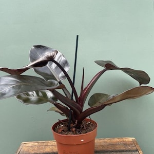 Philodendron Pink Princess