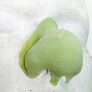 May include: A close-up of a light green, textured, organic-shaped object. The object has a rounded form with a smaller, elongated section attached. The object is set against a white, textured background.