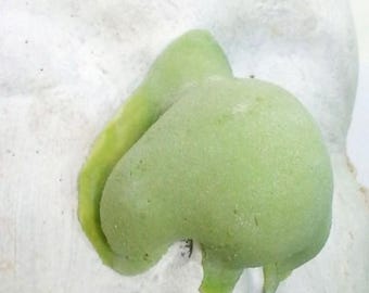 Female Ogre Fiona Latex Nose Makeup