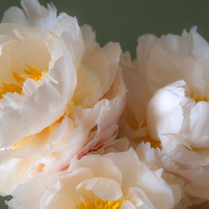 Photography flowers, peonies, CO2-neutral digital printing, Wallart