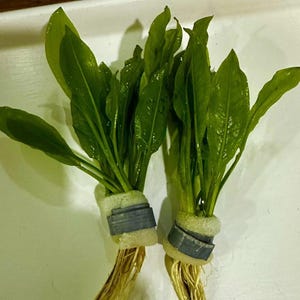 May include: Two bundles of green aquatic plants with roots, wrapped in grey foam and secured with a grey band.