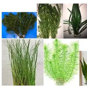 Buy 5 Mystery Live Plants Get 1 Free Live Aquarium Plants  - Leaded and Weighted - Live Plant - Fish Tank Plant - Tropical Aquarium Plant