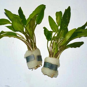 May include: Two potted green plants with long, narrow leaves. The plants are in white pots with a silver band around the top.