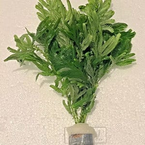 May include: A bunch of green leafy plants with a light brown base wrapped in clear plastic and a blue tape label.