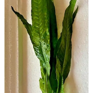 May include: A bunch of green aquatic plants with long, narrow leaves, bundled together and wrapped in a white cloth with a grey band around it.