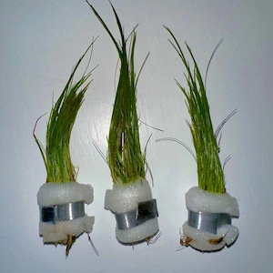 May include: Three small green plants with long, thin leaves are potted in white foam rings with silver metal bands around them.