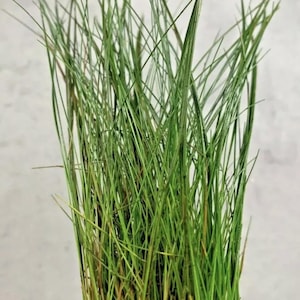 May include: A bunch of green grass blades with a light brown base.