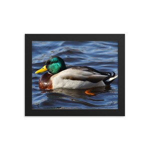 Pato real en póster de papel fotográfico enmarcado