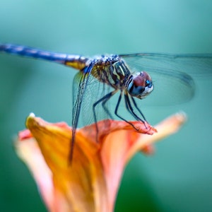 Drakenvlieg | Foto van dichtbij | Gedetailleerde Dragon Fly Foto | Kleurenfoto | Dragonfly digitaal cadeau | Afdrukbaar