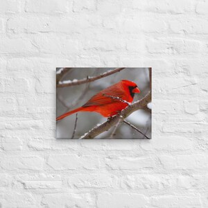 Red Cardinal 12&quot; x 16&quot; wrapped Canvas | décor for home & office | canvas ready to hang