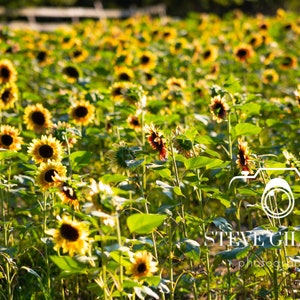Sunflower Field Digital Download Printable Wall Art