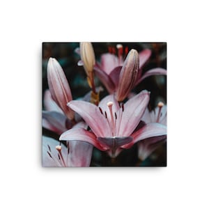 Morning Day Lily Canvas