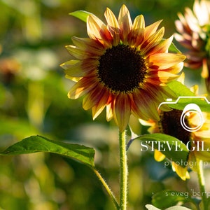 Sunflowers Digital Download Printable Wall Art