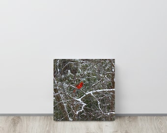 Cardinal Winter Canvas | Bird Photo