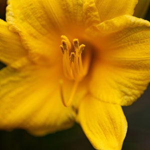 Yellow Lily Digital Download Printable Wall Art