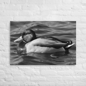 Solo Mallard Duck Black and White Photograph on Canvas