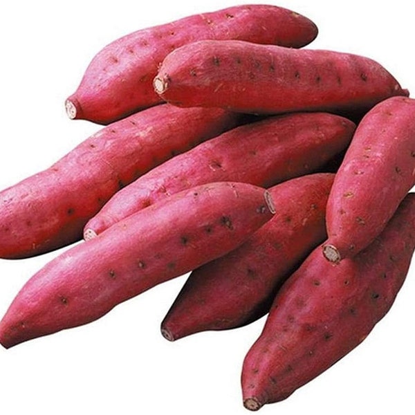 Japanese Purple Skin Sweet Potatoes Tuber Seed  Bulbs Ready to Grow Lowest Price On Etsy