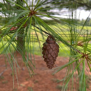 May include: A brown pine cone hanging from a branch of a pine tree with green needles.