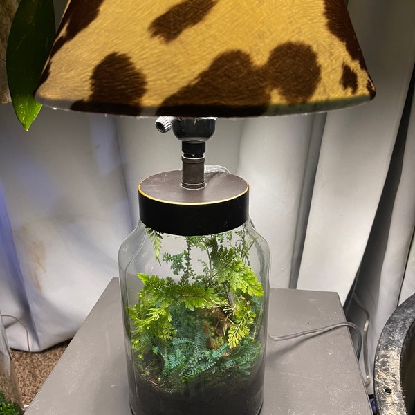 Terrarium Moss Etsy