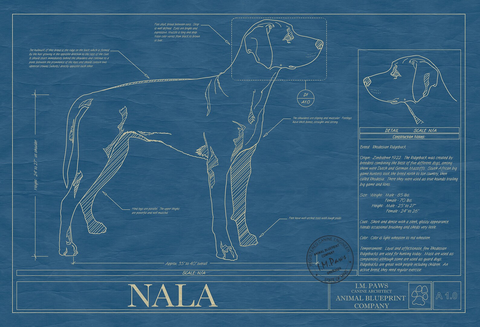 RHODESIAN RIDGEBACK Blueprint, Dog Art, Mid-century Art, Dog Lover Gift ...