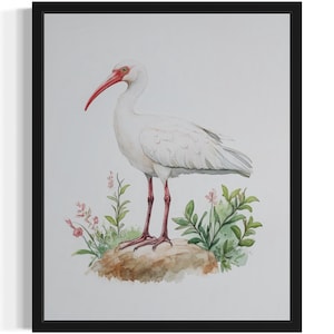 Ibis Bird Watercolor Art Print, Wall Art Poster, Original Paint Artwork, Artwork Decor