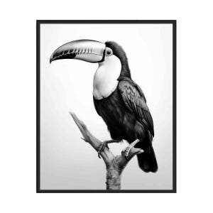 Tukan Schwarz Weiß Tier Kunstdruck, Wand Kunst Poster, Original Kunstwerk, Kunstwerk Dekor