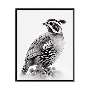 Quail Black and White Animal Art Print, Wall Art Poster, Original Paint Artwork, Artwork Decor